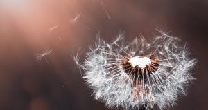 Allergie e un anno da dimenticare