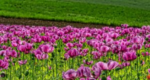 La mia estate 2018 con le allergie