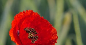 Vivere con le allergie e la seconda inoculazione del vaccino Covid-19