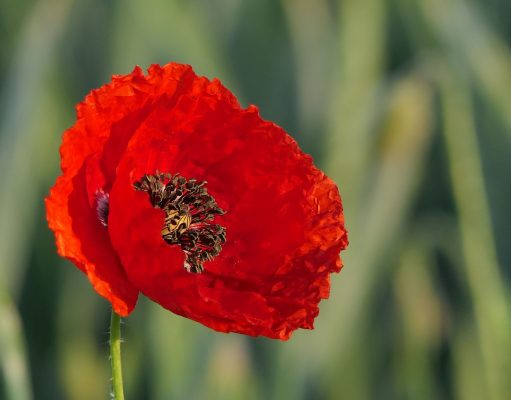 Vivere con le allergie e la seconda inoculazione del vaccino Covid-19