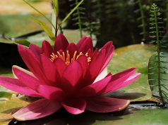 Un nuovo alfabeto delle mie non-allergie