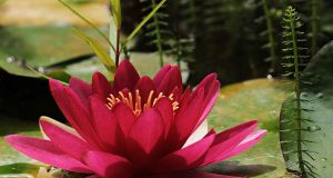 Un nuovo alfabeto delle mie non-allergie