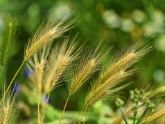 Primavera e allergie pronte a sbocciare
