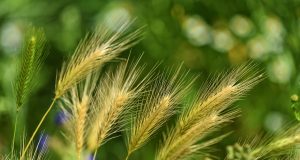 Primavera e allergie pronte a sbocciare