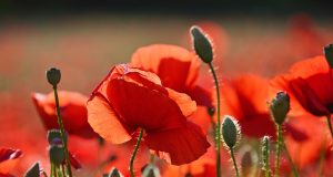 Vivere con le allergie va in vacanza