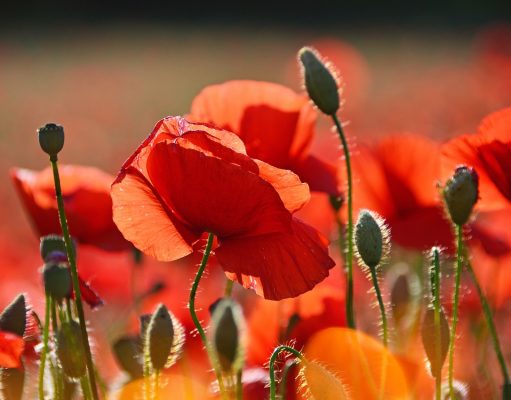 Vivere con le allergie va in vacanza