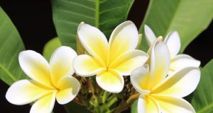 Vivere con le allergie e come vestirsi