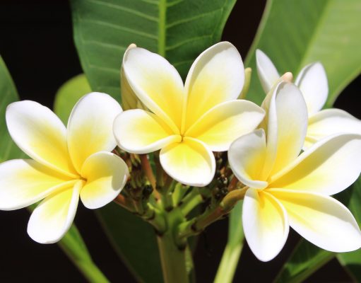 Vivere con le allergie e come vestirsi