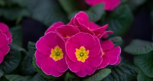 Allergia al nichel: primi inserimenti