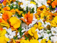 L’allergia al radicchio esiste