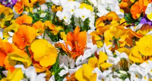 L’allergia al radicchio esiste