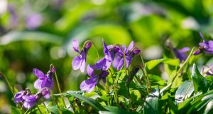 Allergie e Coronavirus