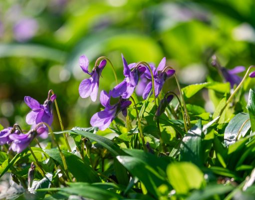 Allergie e Coronavirus