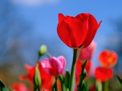 Allergie da contatto e i prodotti per la pelle a cui si può rinunciare