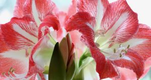 Allergie da contatto e i prodotti irrinunciabili per la pelle