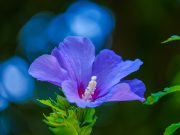 Vivere con le allergie e il vaccino Covid-19