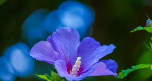 Vivere con le allergie e il vaccino Covid-19