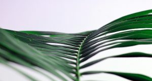 L’allergia all’alternaria e le mie strategie per affrontarla