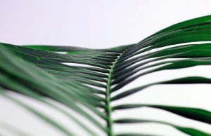 L’allergia all’alternaria e le mie strategie per affrontarla