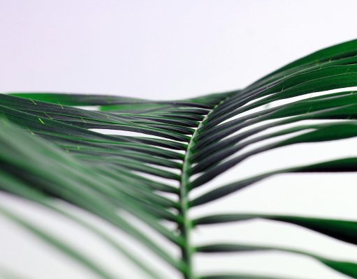 L’allergia all’alternaria e le mie strategie per affrontarla